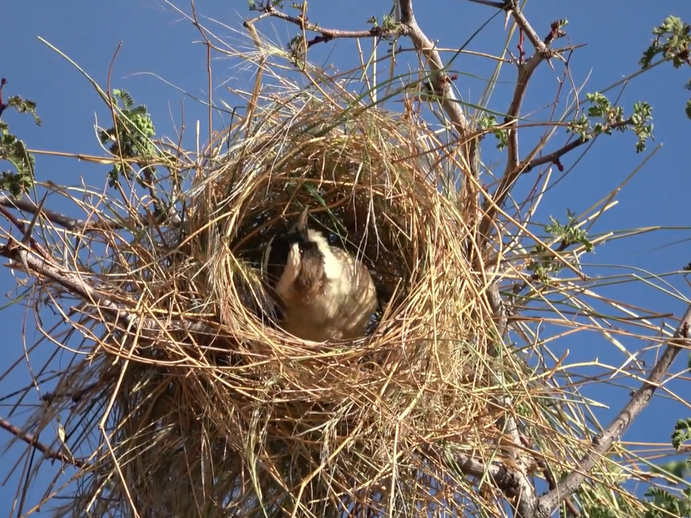  A white-browed sparrow weaver inspects a roost under construction, after just receiving some grass brought by another member of its group.