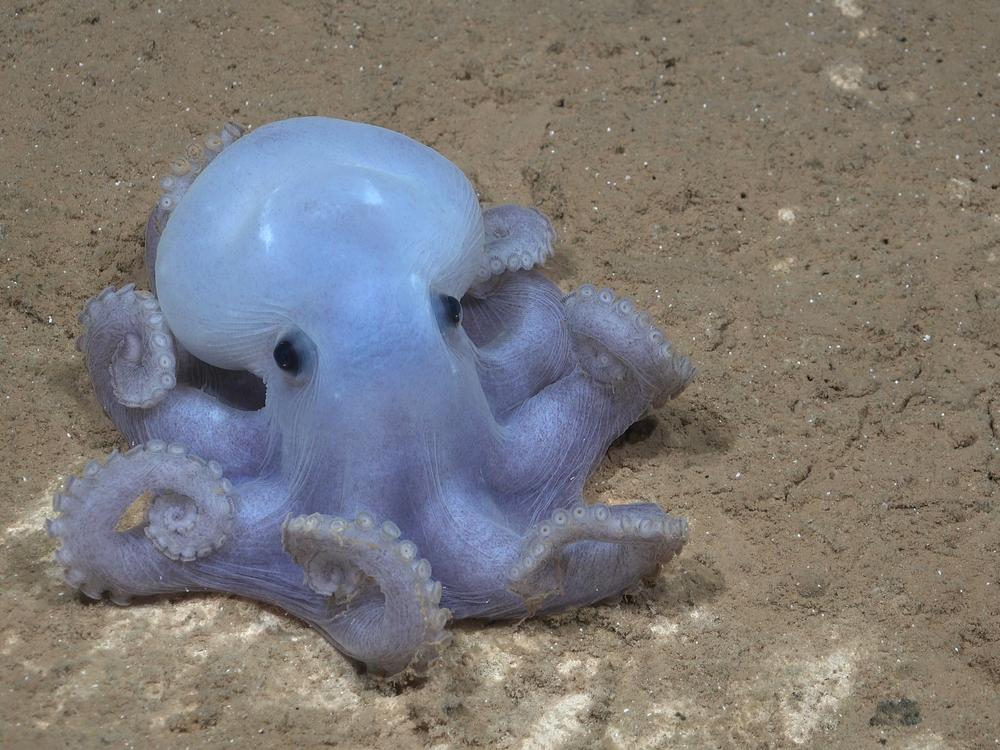 A photo of a rare octopus species, nicknamed the Casper octopus, was captured almost three miles below the Ocean's surface in the southeast Pacific Ocean off the coast of Chile.