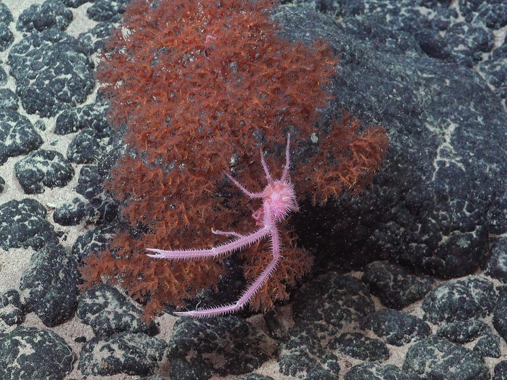 A squat lobster in the genus Sternostylus, thought to be a newly identified species, was photographed along the Nazca Ridge off the coast of Chile.