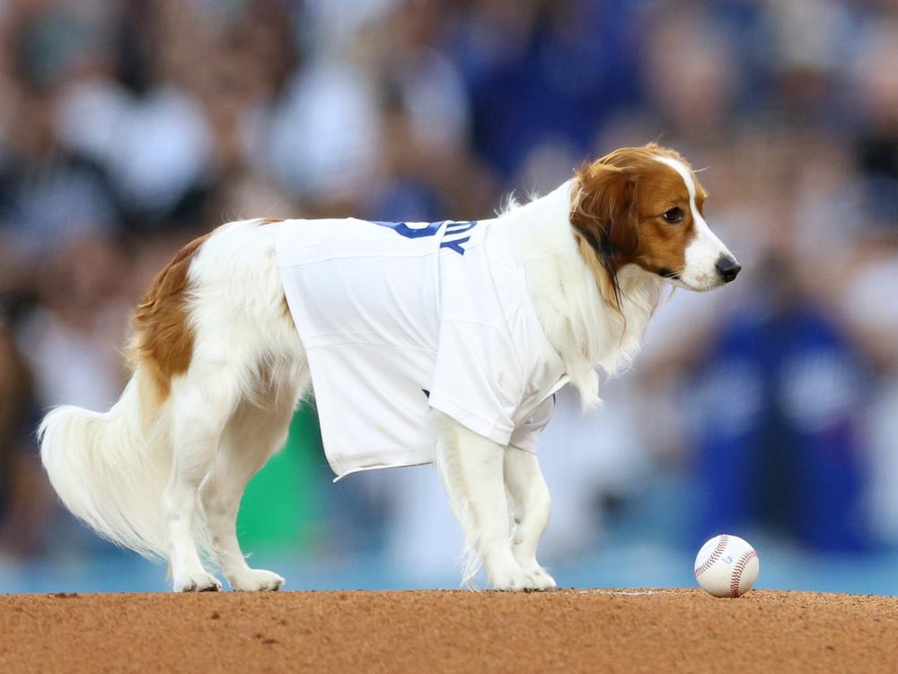 Decoy, dog of Los Angeles Dodgers star Shohei Ohtani, delivered <a href=