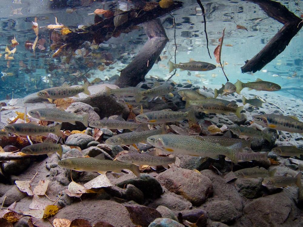 Bull trout and Westslope Cutthroat Trout are among the native fish species in Western Montana that are prized by anglers  and threatened by warming waters. 
