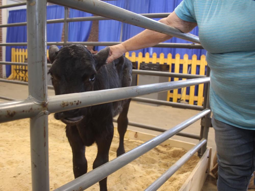 At the fair, members of the public are able to interact with animals. Health experts are advising at-risk people to exercise caution.