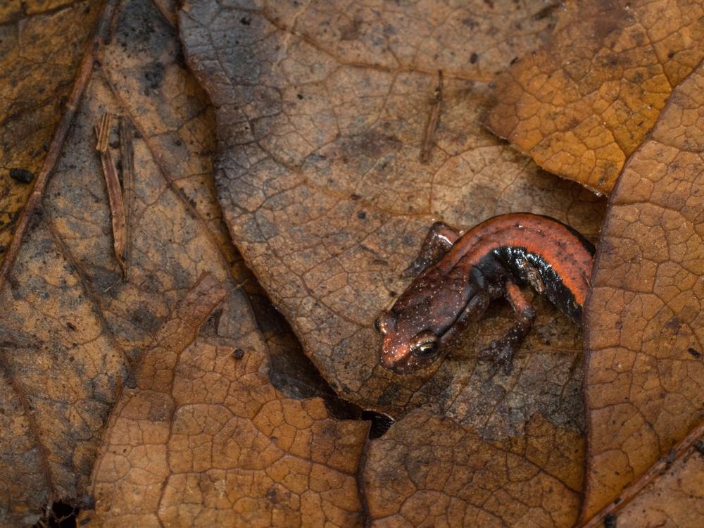 A western red-backed salamander navigates the understory leaf litter in a mature forest in Oregon’s Coast Range. Researchers in the Northwest <a href=