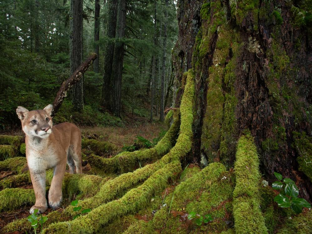 From mosses to mountain lions, the temperate old-growth rainforests of the Pacific Northwest provide the complexities and conditions necessary to support high levels of biodiversity. The Northwest Forest Plan has provided protection for these ancient ecosystems over the last 30 years and has helped advance forest management in Oregon, Washington and California. Developed in response to decades of unsustainable logging practices, the plan has helped restore forest ecosystems in 17 national forests.