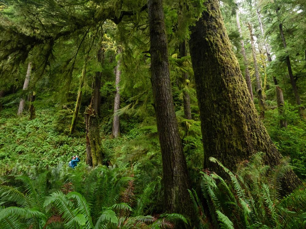 A hiker photographs a large western hemlock in an old-growth forest in Oregon’s Coast Range. Coastal forests in the region have some of the highest carbon-storing potential of any forest type in the world.