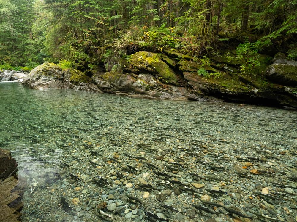 In the Pacific Northwest, it’s becoming increasingly difficult to experience large salmon runs that are similar to what was seen historically. The forests of the Pacific Northwest have some of the highest carbon storage potential of any forest type in the world. With certain tree species' ability to grow up to three times faster when supported by the nutrients salmon bring to a forest's ecosystem, it's believed that salmon restoration could be an important tool to help increase a forest’s ability to seques…