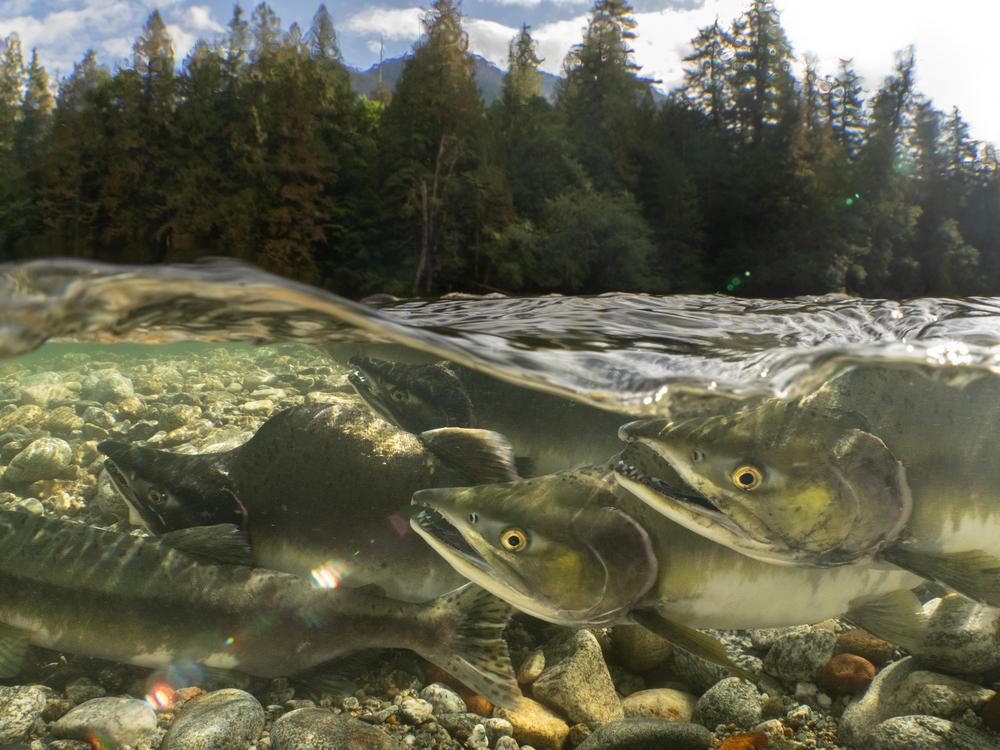 A group of pink salmon return home to the waters where they were born, bringing with them a pulse of nutrients that helps drive stream and forest ecosystems. From old-growth trees to aquatic insects, hundreds of species rely on the large amount of marine-derived nutrients that salmon provide. As salmon numbers have declined throughout the Pacific Northwest, this important ecological resource has been lost from many forest and river environments in the region. It's now estimated that only 3-7% of the nutrie…
