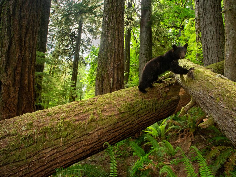 Climbing through an understory of fallen Douglas firs, a young black bear explores an old-growth forest in Oregon’s Coast Range. Researchers are finding that fallen trees, also known as “dead wood,” play an important role in forest ecosystems and influence everything from moisture and carbon storage to providing habitat for a number of species.