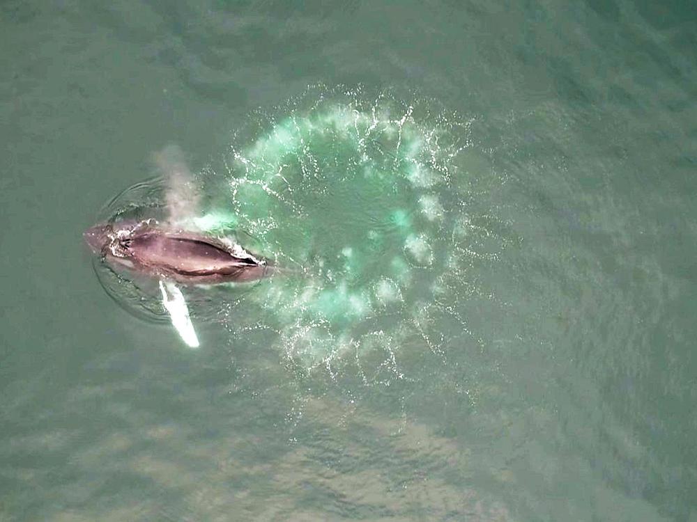 Humpback whales blow spiraling circles of bubbles to create underwater nets for their tiny prey, krill. 