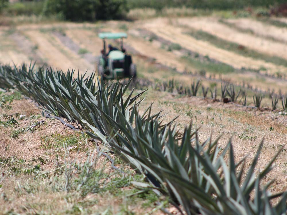 Raul Chavez tends to rows of <em>Agave tequilana</em> and <em>Agave americana</em> plants at Muller Ag in Woodland, California.