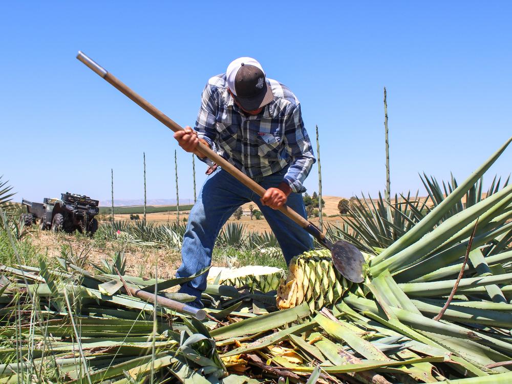 Raul Chavez, field manager at Muller Ag, harvests <em>Agave tequilana</em> using a coa on June 10. Mexican agave farmers, also called <em>jimadores</em>, have long used the tool to slice off the plant's leaves. This leaves behind the plant's core, which is key to making agave spirits.