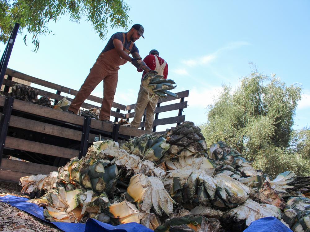 David Ortega (left) and Gian Pablo Nelson unload <em>Agave americana</em> piñas from their truck on Aug. 3.