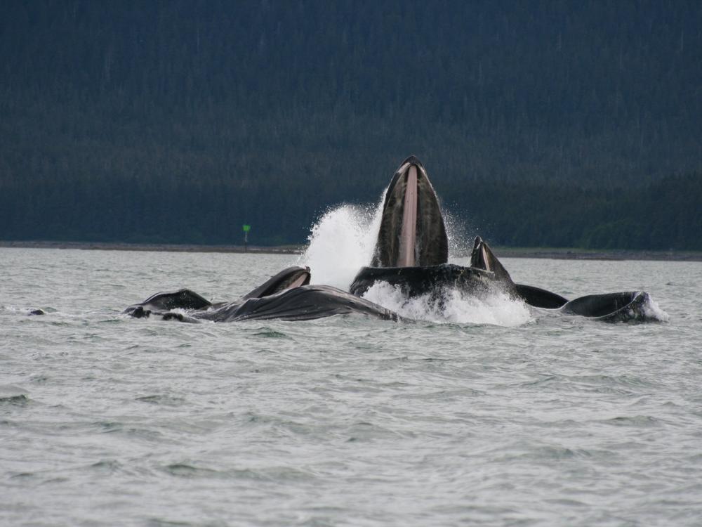 To catch small fish, humpbacks use bubble nets in groups, simultaneously lunging toward the surface to gulp their prey.