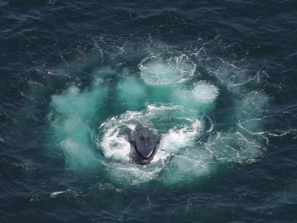 Using bubble nets helps humpbacks consolidate krill, reducing the amount of energy they need to catch them. 