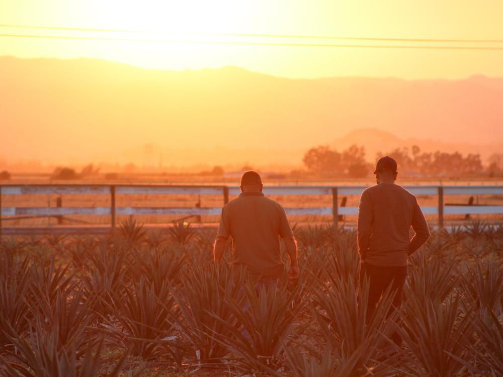 Juan Rodriguez and his cousin Orlando Flores check on their 2-acre agave field in Vacaville, Calif., on June 26. Their crop was planted two years ago and will be ready to harvest in another five years or so.