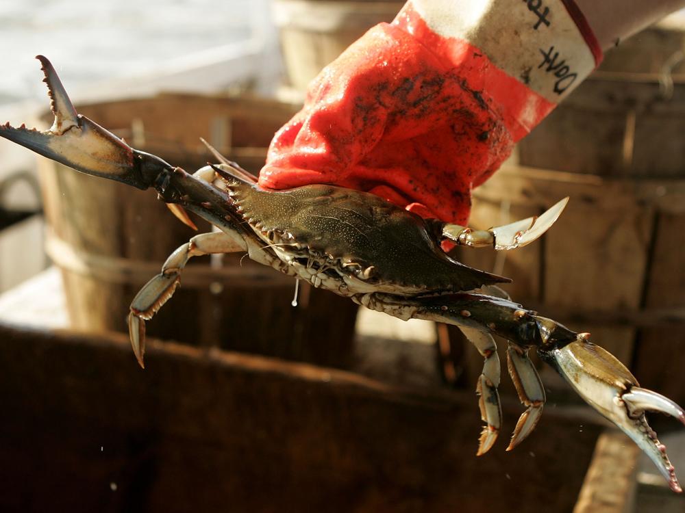 Earlier this summer, a group of Virginia watermen voted to explore the possibility of year-round crab fishery, but conservationists worry what that could mean for the health of the Bay.