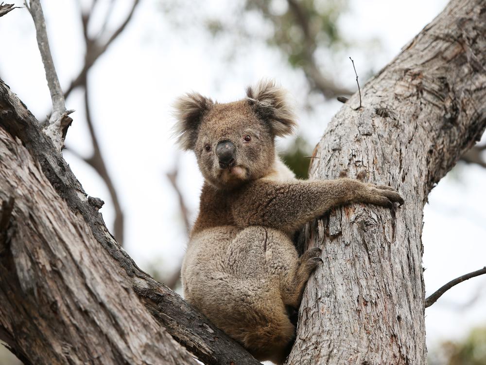 Koalas are among the many species distinct to the Australian continent.