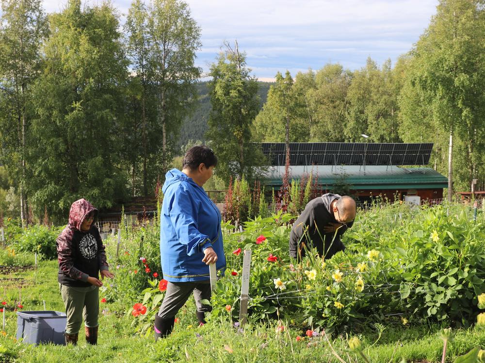 Cousins Viva Johnson (left) and Bernadette Pete harvest celery with instructor Leonardo Sugteng’aq Wassilie at Calypso Farm and Ecology Center, just outside Fairbanks, Alaska. Johnson and Pete can’t always get fresh produce in their village of Alakanuk, near the Bering Sea. In August, they participated in an Indigenous-led farmer training program at the farm.<br>