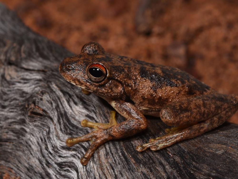<em>The western laughing frog (Litoria ridibunda) is the 248th species of frog identified in Australia. It laughs rather than croaks.</em>