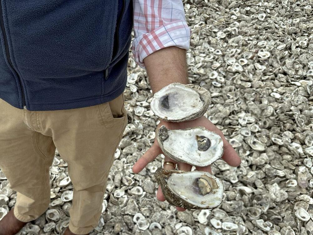 P.J. Waters shows oyster shells with varying levels of decayed materials in Gulf Shores, Alabama, on Feb. 9, 2024. After curing, the shells are used for other programs to help oyster populations, such as the oyster gardening program.