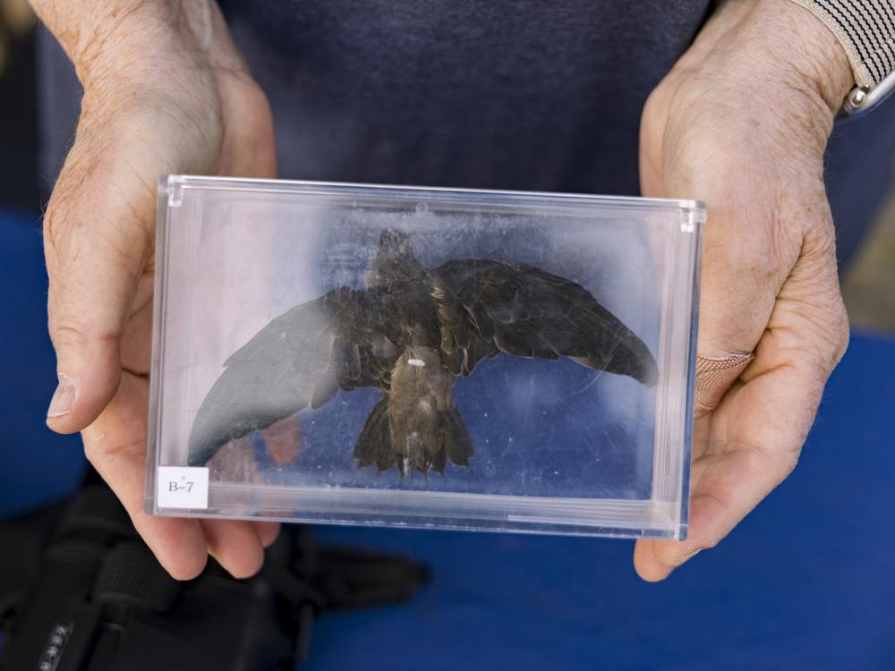 The Bird Alliance of Oregon has a volunteer information table at Chapman Elementary for visitors coming to watch Vaux's swifts roosting in Portland, Oregon.