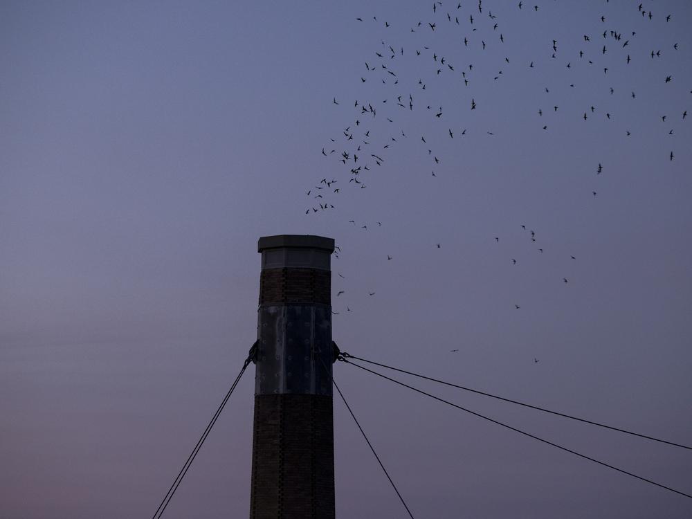 According to Vaux Happening, tens of thousands of birds roost at about a dozen major sites up and down the west coast, about a day’s flight apart.<br>