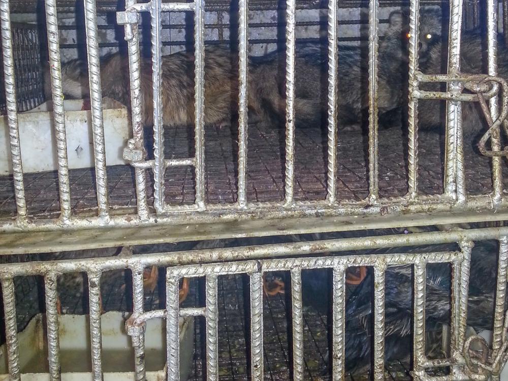 Raccoon dogs held in cages for sale at Stall A in the Wuhan wet market. The photo is from Oct. 29, 2014.