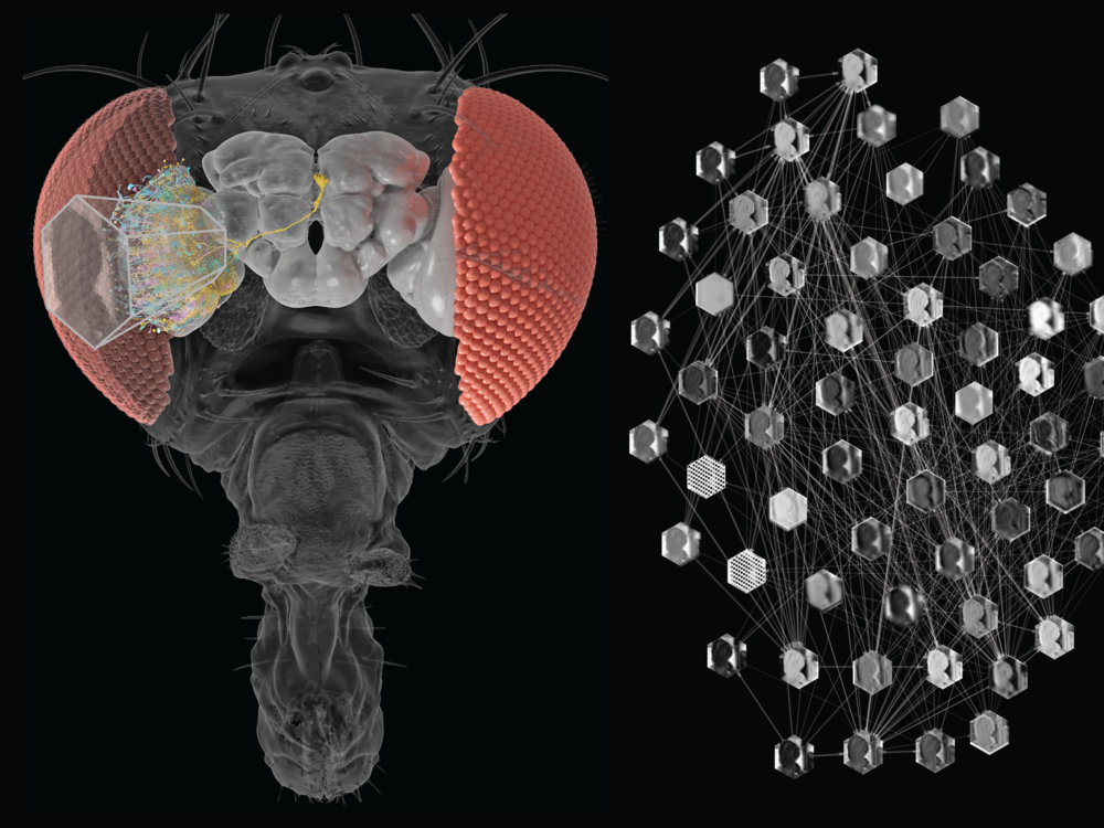 Light enters the compound eye of the fly, causing hexagonally arranged photoreceptors to send electrical signals through a complex neural network, enabling the fly to detect motion.