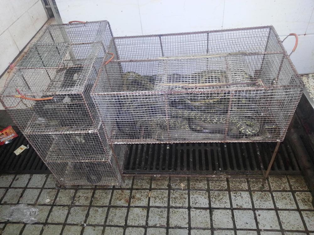 Exotic wildlife for sale at the southwest corner of the Wuhan wet market.