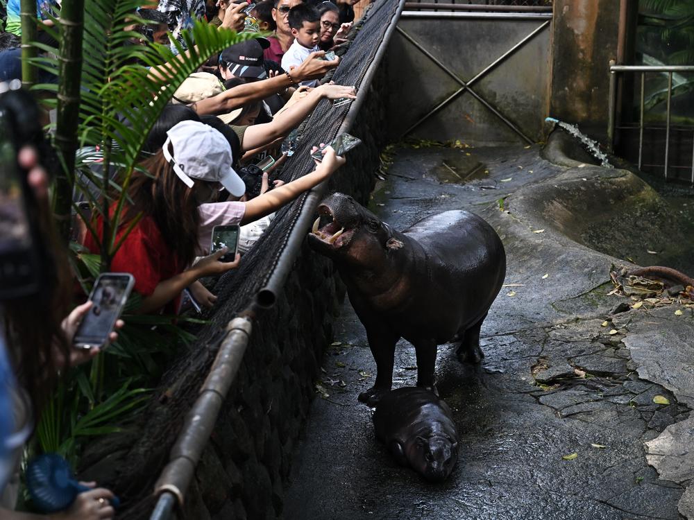 Visitors look at Moo Deng alongside her mother Jona, 25, at Khao Kheow Open Zoo on Sunday.