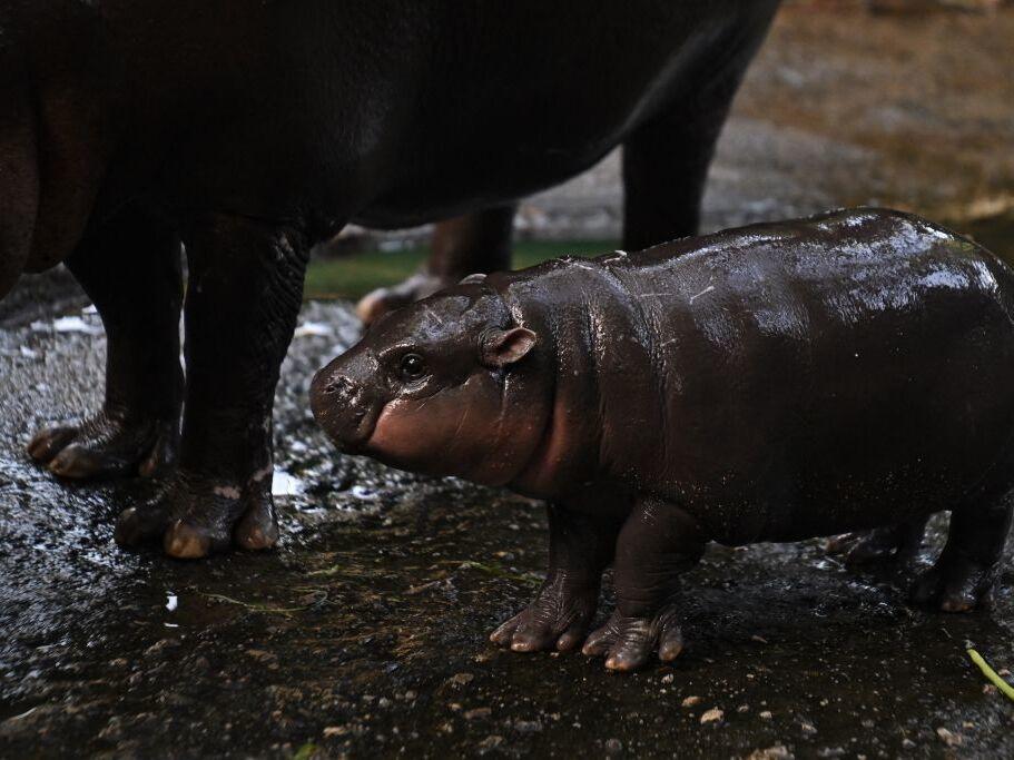 Moo Deng, a 2-month-old female pygmy hippo who has recently become a viral internet sensation, stands next to her mother Jona, 25, at Khao Kheow Open Zoo in Chonburi province, Thailand, on Sunday.