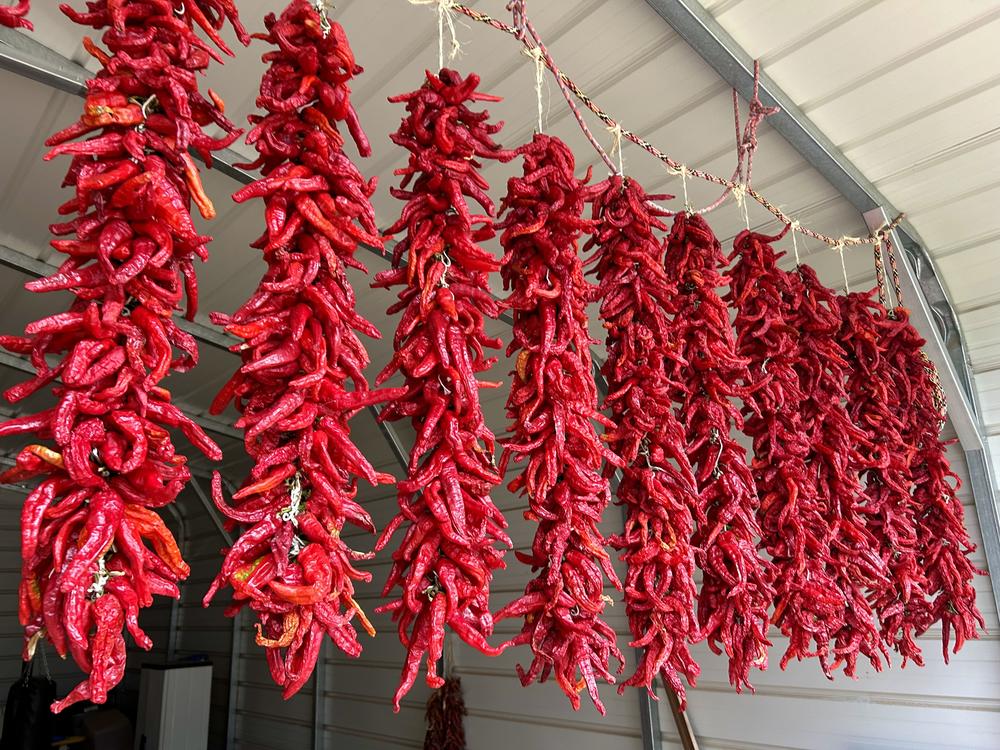  <em>Ristras </em>of freshly harvested Chimayo red chile are hanging to dry in Fidel Martinez's shed.
