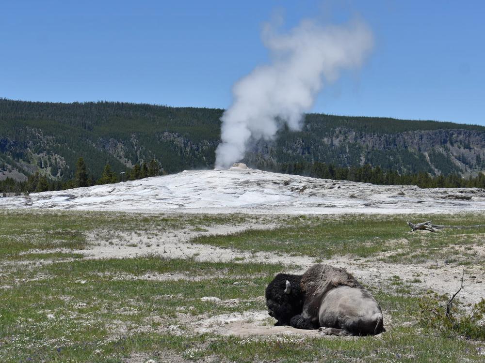 Old Faithful in Yellowstone National Park in Wyoming is seen in 2022. A 60-year-old woman sustained severe burns to her leg after walking off the trail near the geyser this week.