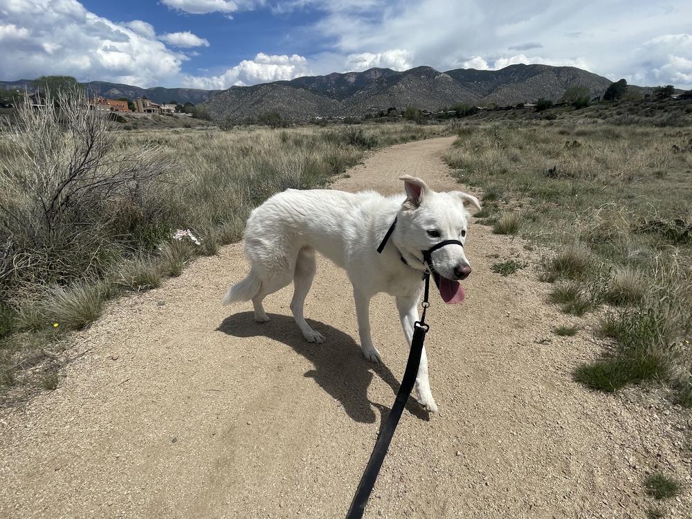  Ravi's companion, Finn.
