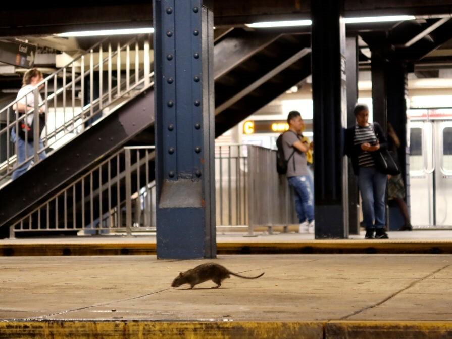 Rats and people have long coexisted. Now research may find out a lot more about them