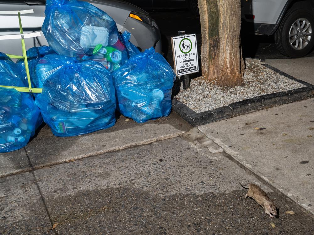 A rat scurries out from under a pile of garbage bags on a sidewalk in Harlem as sanitation workers are about to collect the trash.