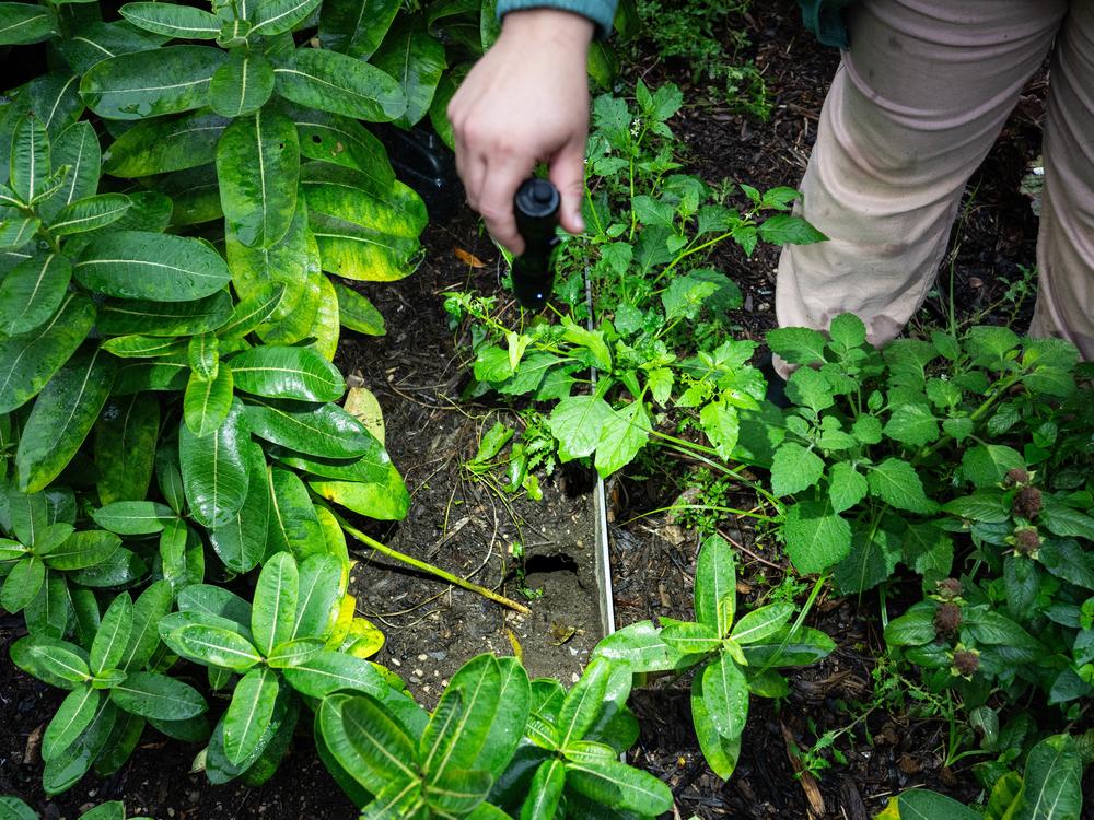  New York City's first director for rodent mitigation, Kathleen Corradi, points her flashlight to the opening of a rat burrow in Collect Pond Park.