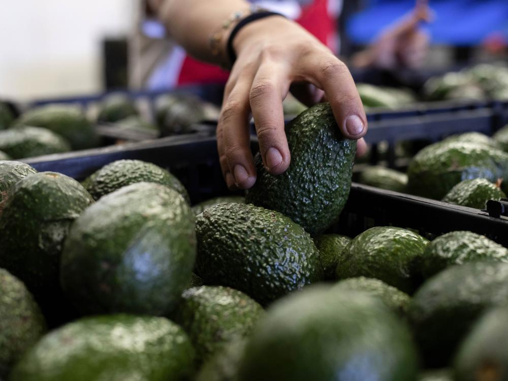 A worker packs avocados at a plant in Uruapan, Michoacan state, Mexico, Feb. 9, 2024.