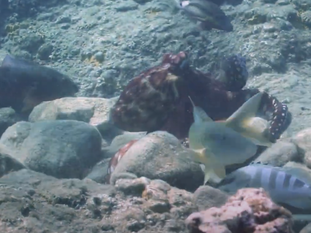 Octopuses and fish hunt in groups, and octopuses have been observed striking fish who try to freeload.