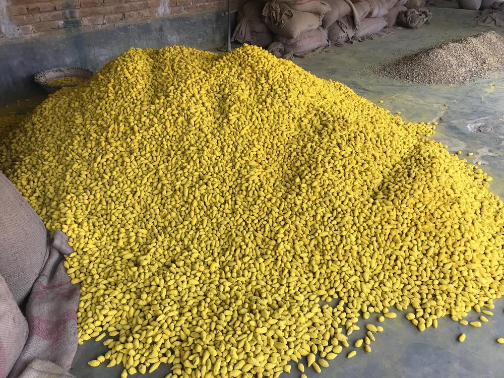 These turmeric roots in Bangladesh were colored with a bright yellow pigment. Vendors found that the yellow roots sold for a higher price than the natural, duller turmeric roots. 
