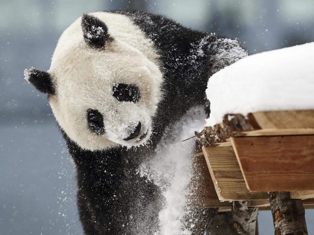 Female panda Jin Bao Bao, named Lumi in Finnish, plays in the snow on the opening day of the Snowpanda Resort in Ahtari Zoo, in Ahtari, Finland, Saturday Feb. 17, 2018.