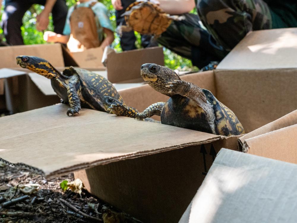  Turtles being released into the New Jersey woods.