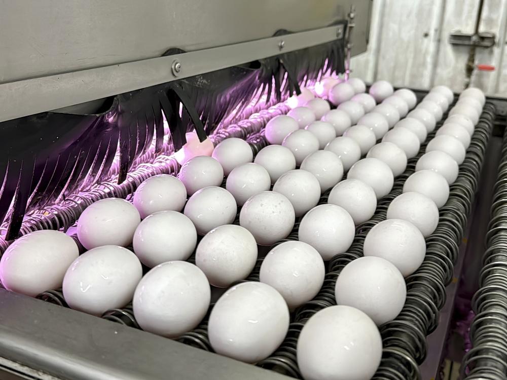 Eggs are cleaned and disinfected in January at the Sunrise Farms processing plant in Petaluma, Calif., which had seen an outbreak of avian flu.