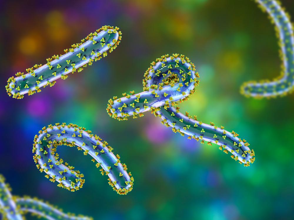 A computer illustration of the Marburg virus.