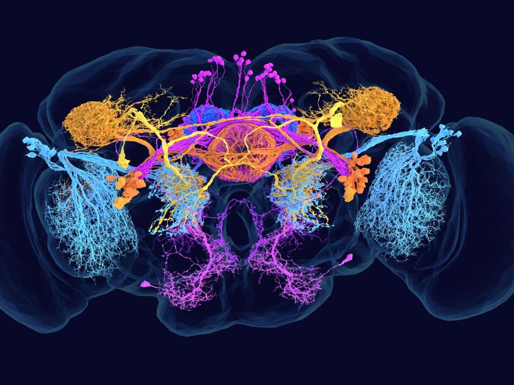 The fruit fly connectome contains a wide range of information, from cell types and synapses to neurotransmitters and network properties. Here, cells are color-coded by their defining chemical messenger. <br>