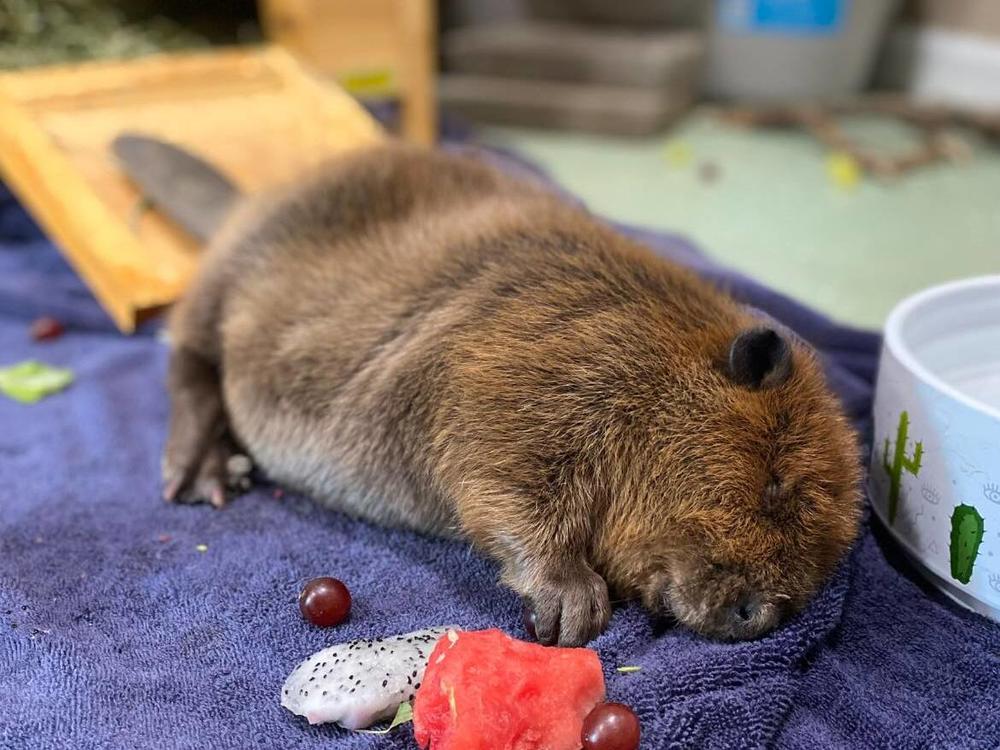 Nibi falls asleep after eating too much.