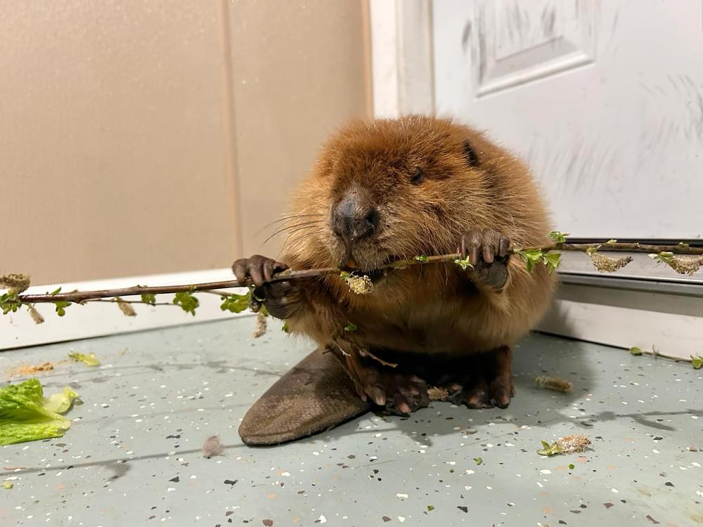 Nibi eating.