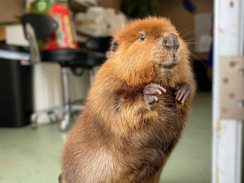Nibi, shown above, was found on the side of a road when she was just a baby. Efforts to familiarize her with other beavers were not successful and she preferred to be near humans, according to Newhouse Wildlife Rescue.
