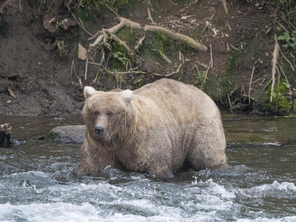 In this photo provided by the National Park Service is Grazer, the winner of the 2023 Fat Bear Contest, at Katmai National Park in Alaska on Sept. 14, 2023.