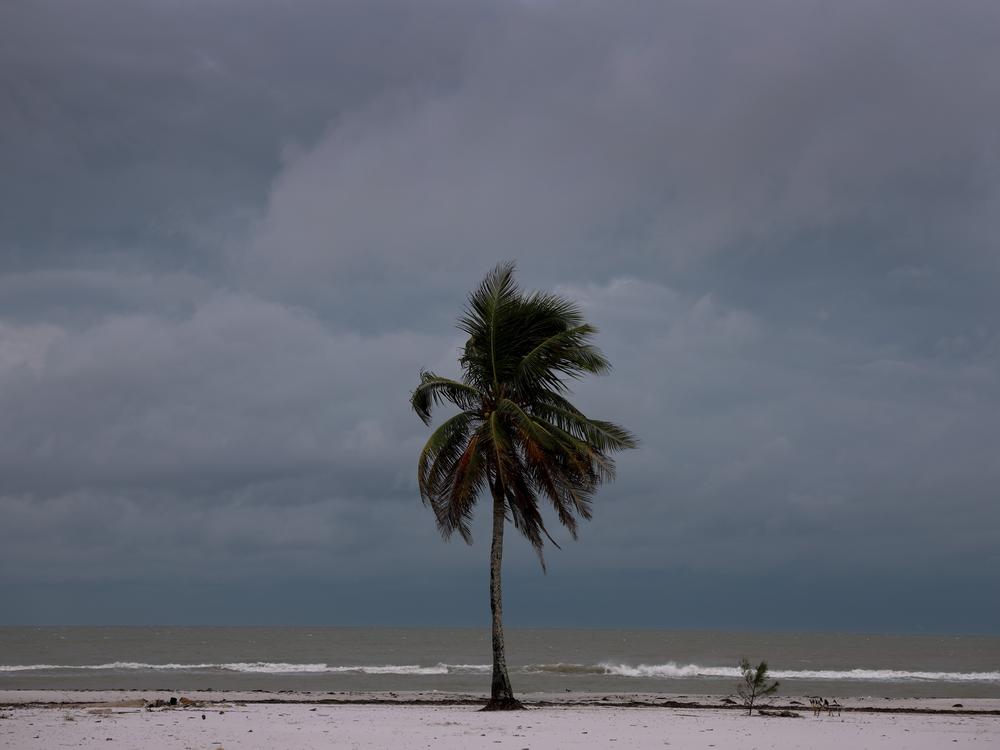 A palm tree next to the beach before Hurricane Milton's arrival on Wednesday, in Fort Myers Beach, Fla. Viral rumors and conspiracy theories have made it more challenging for federal and state officials to share information about the storm and evacuation plans.